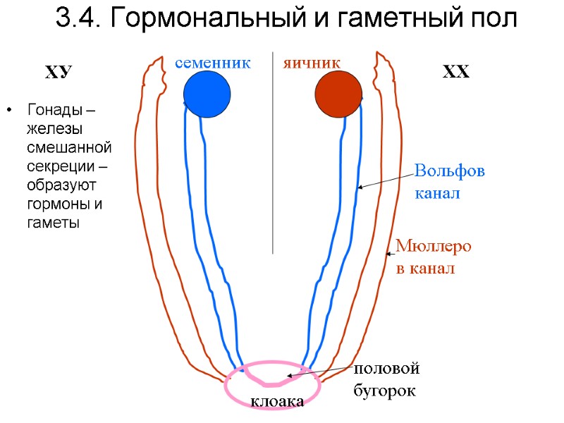 3.4. Гормональный и гаметный пол ХУ ХХ клоака половой бугорок Вольфов канал Мюллеров канал 3.4. Гормональный и гаметный пол ХУ ХХ клоака половой бугорок Вольфов канал Мюллеров канал